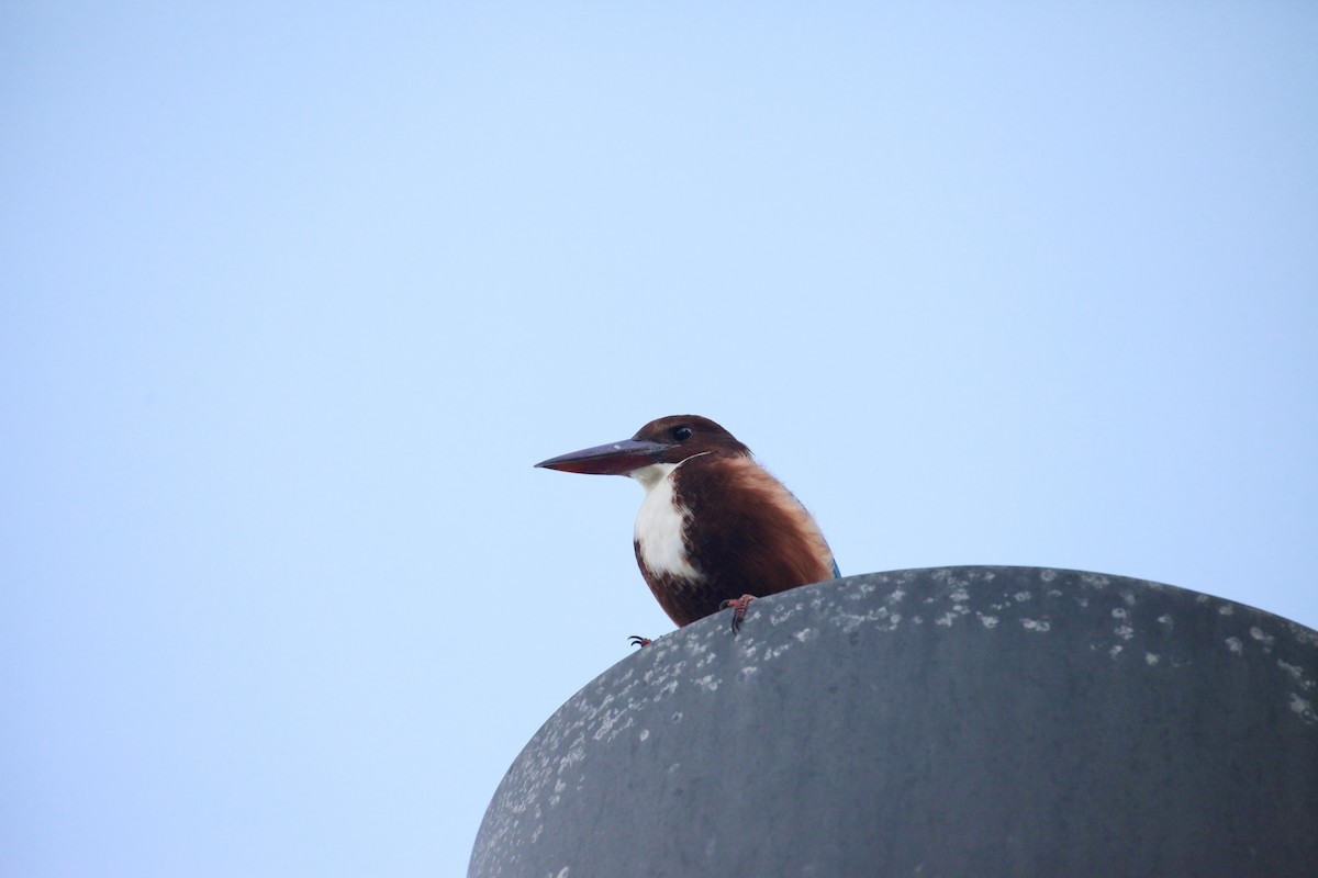 蒼翡翠 - ML645922696