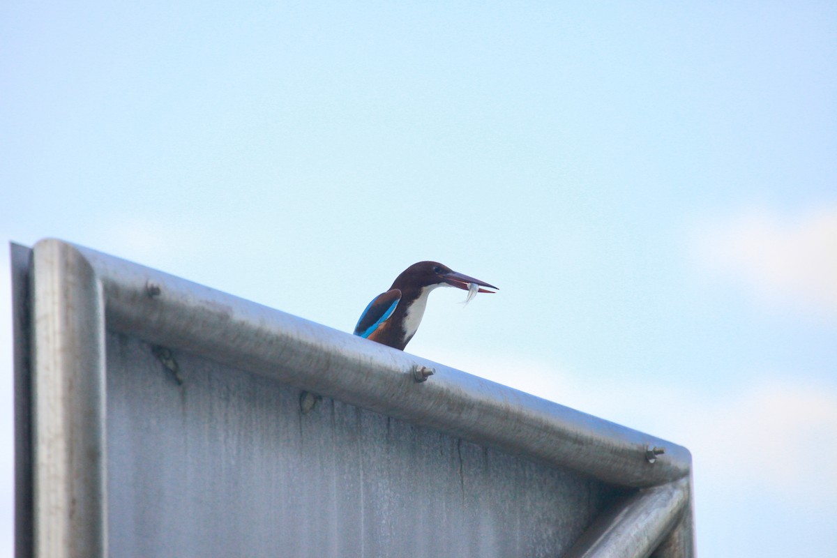 蒼翡翠 - ML645922697