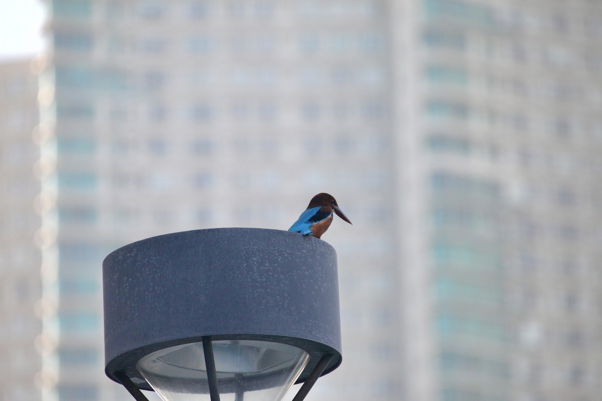 蒼翡翠 - ML645922698