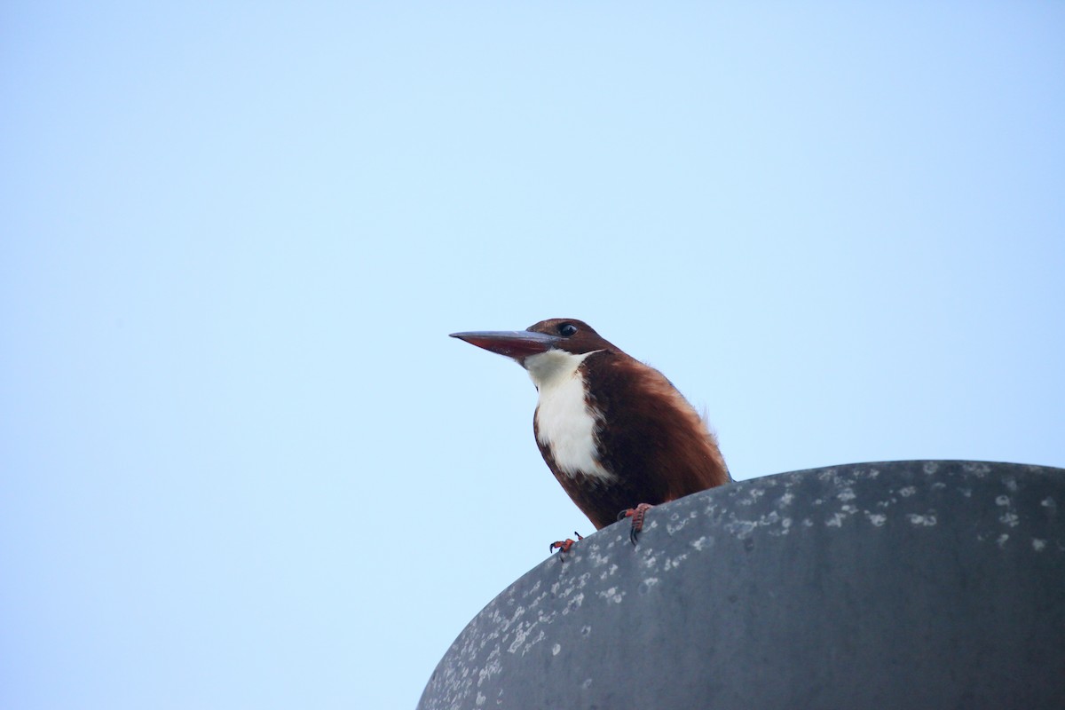 蒼翡翠 - ML645922699