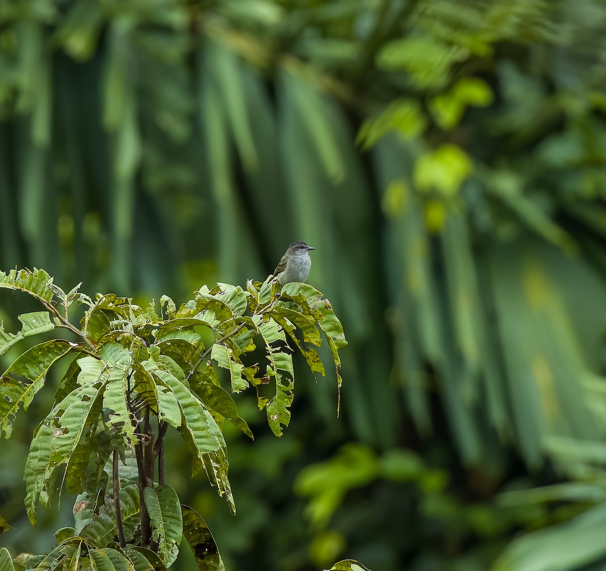 Crowned Slaty Flycatcher - ML645922703