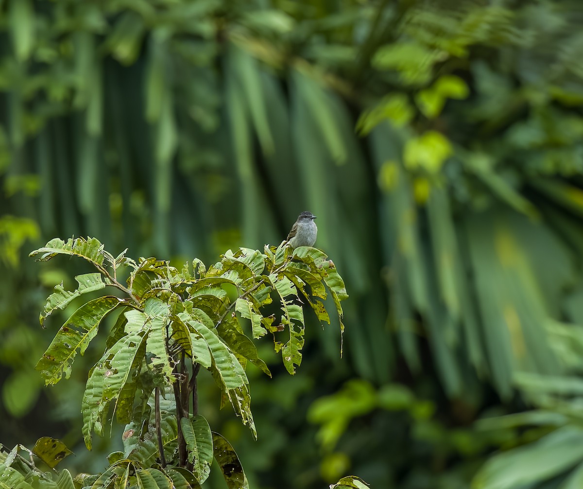 Crowned Slaty Flycatcher - ML645922704