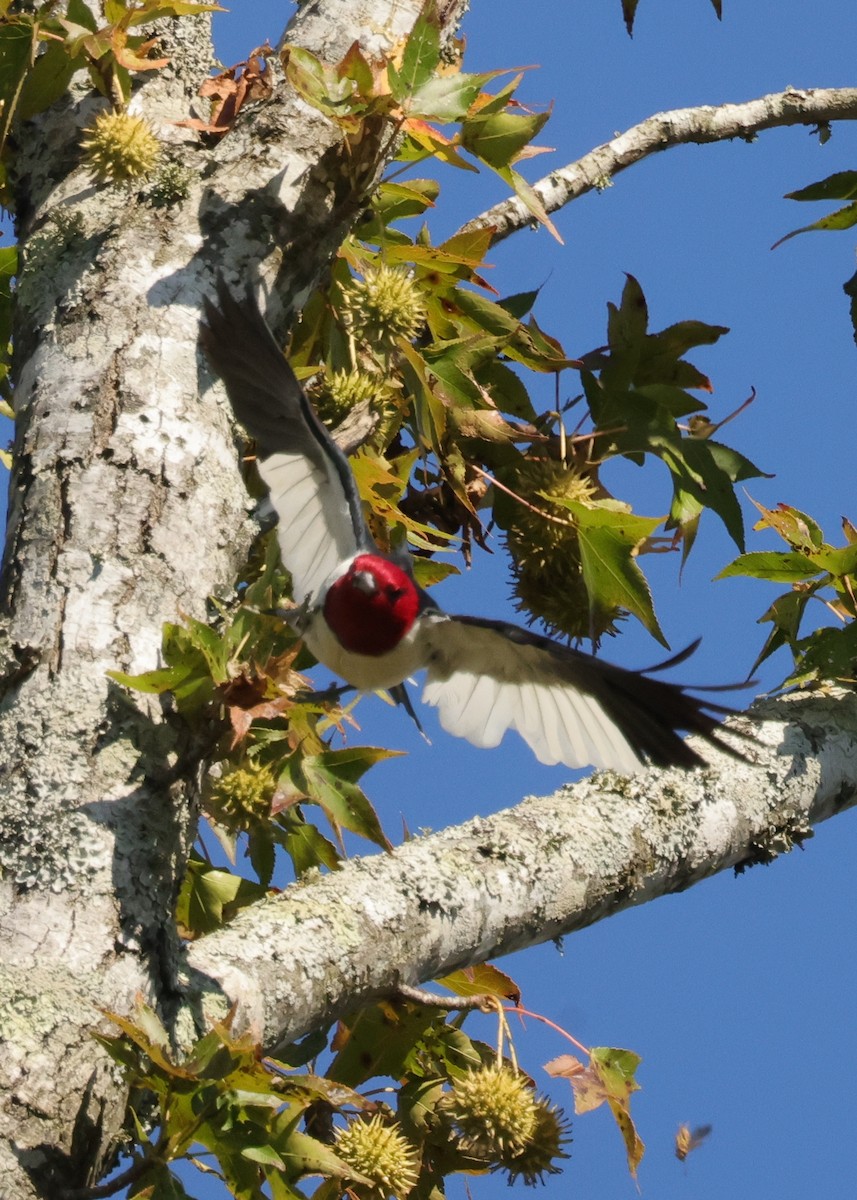 Red-headed Woodpecker - ML645922705