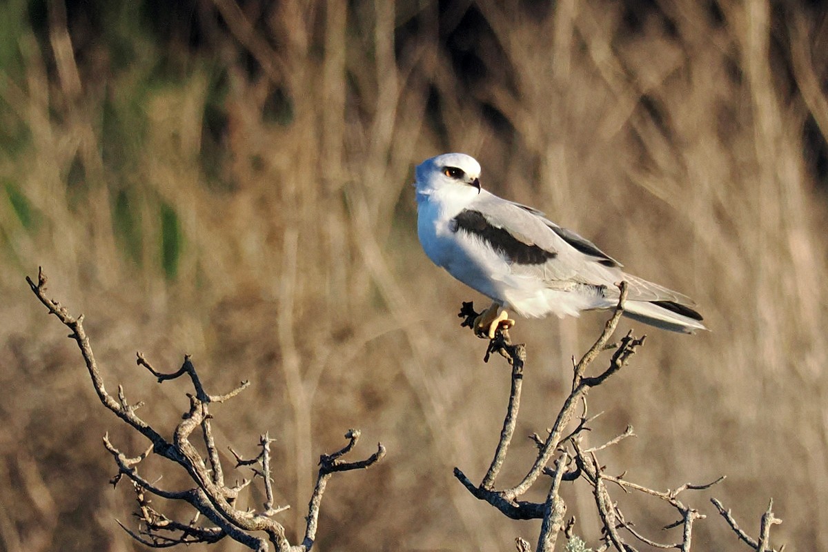 White-tailed Kite - ML645922708