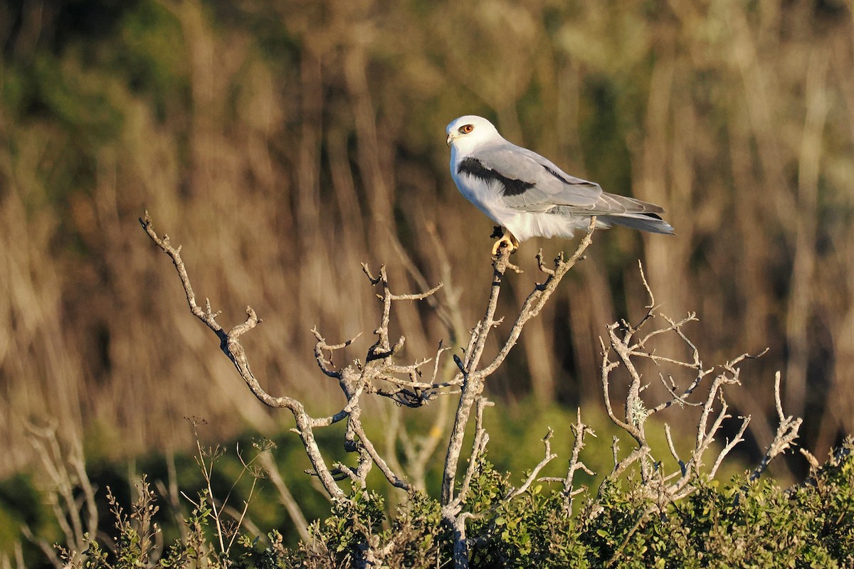 White-tailed Kite - ML645922709