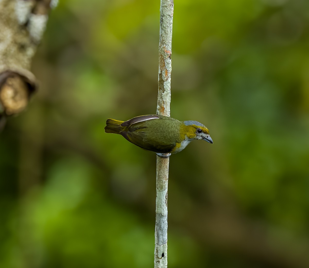 Golden-bellied Euphonia - ML645922714