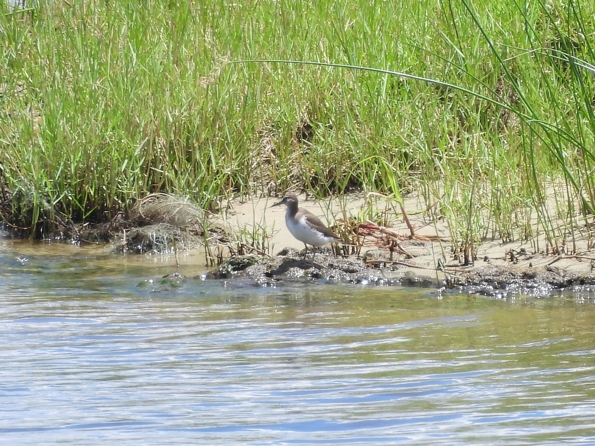 Common Sandpiper - ML645922715