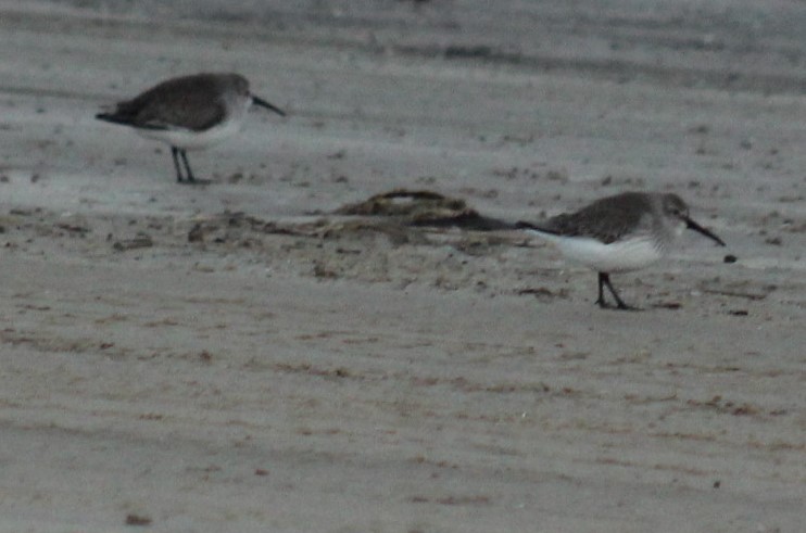 Dunlin - ML645922717