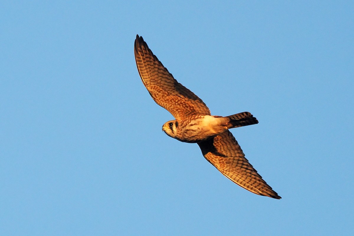 American Kestrel - ML645922718