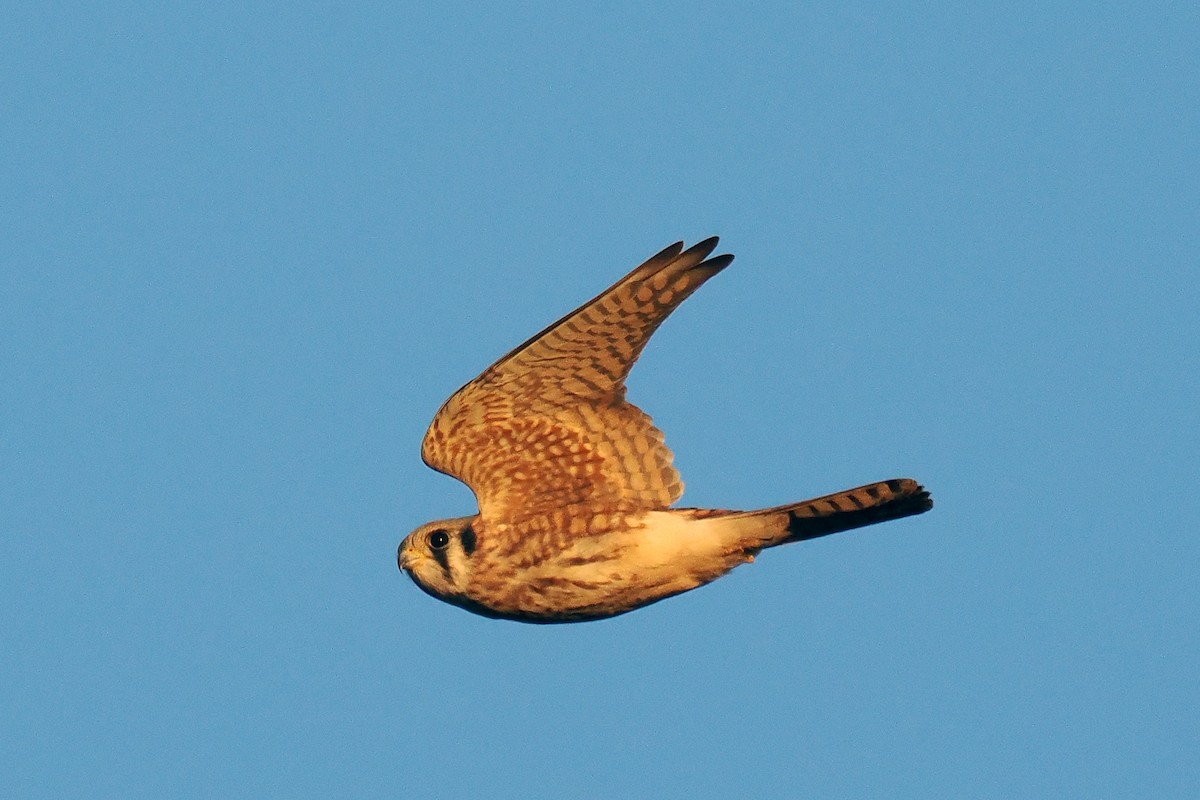 American Kestrel - ML645922719