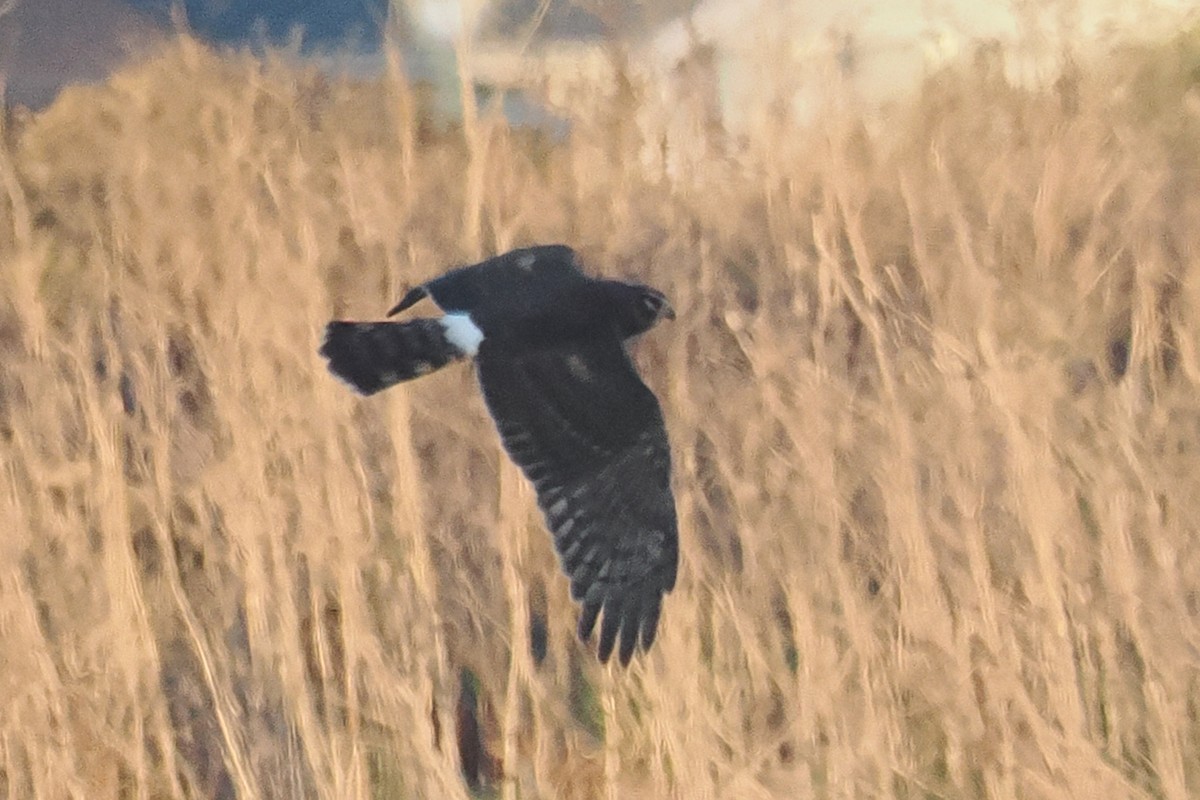 Northern Harrier - ML645922720