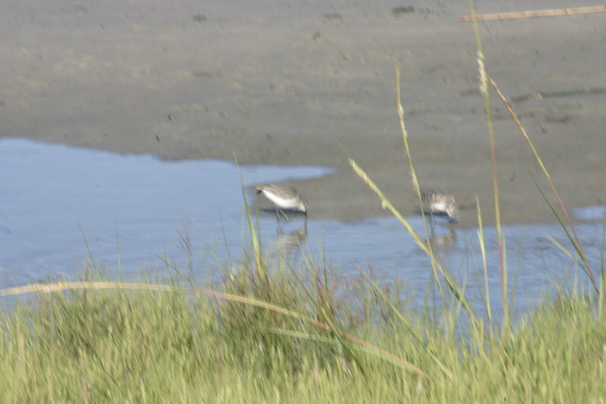 Semipalmated Sandpiper - ML645922721