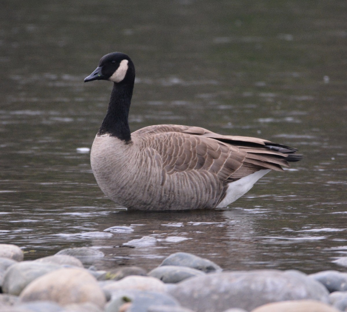 Canada Goose - ML645922724