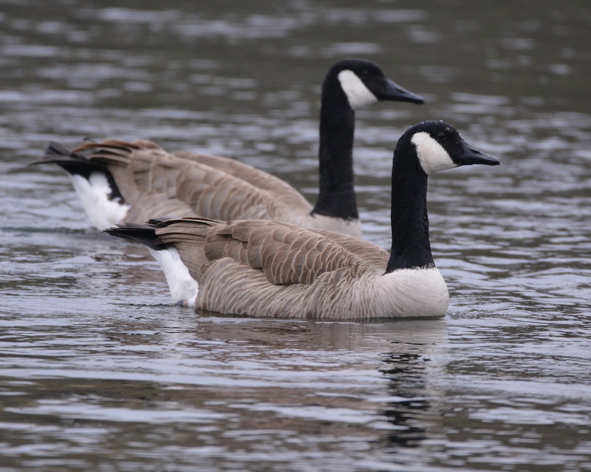 Canada Goose - ML645922725