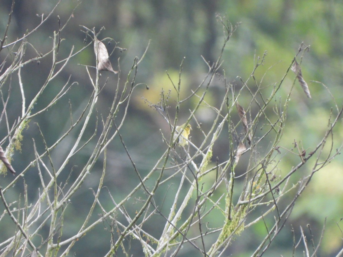Lesser Goldfinch - ML645922727