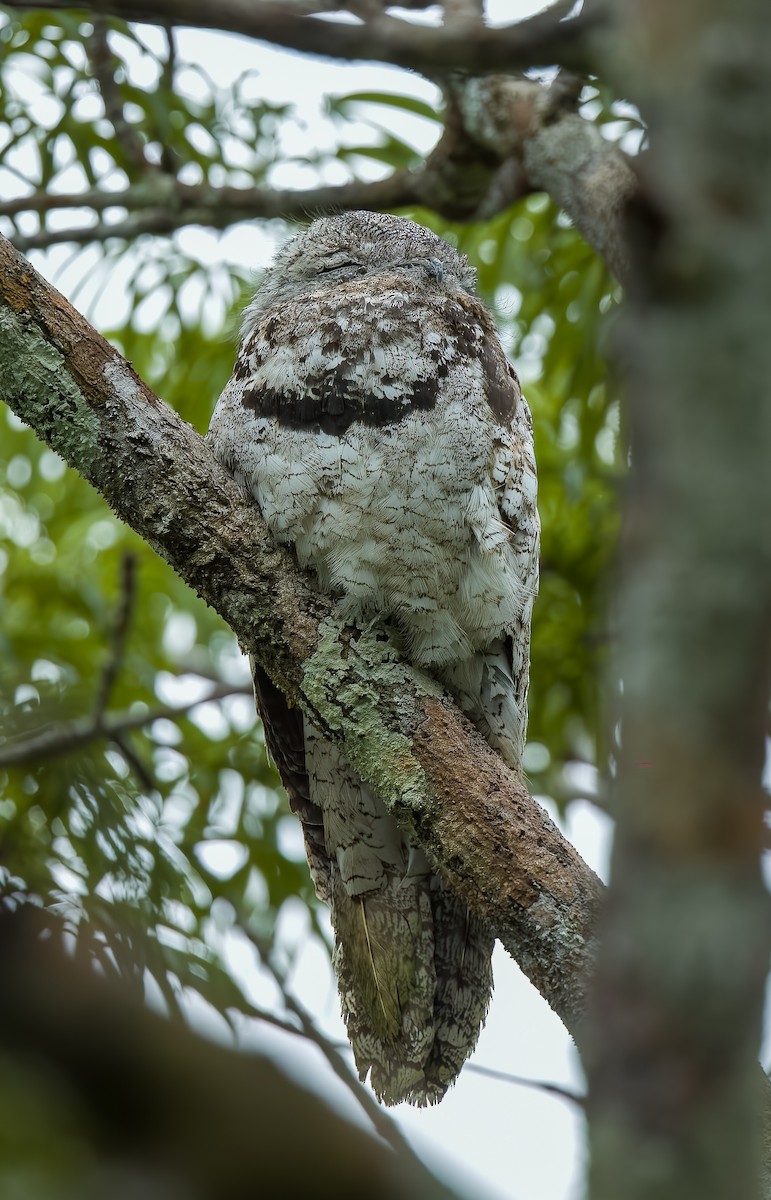 Great Potoo - ML645922728