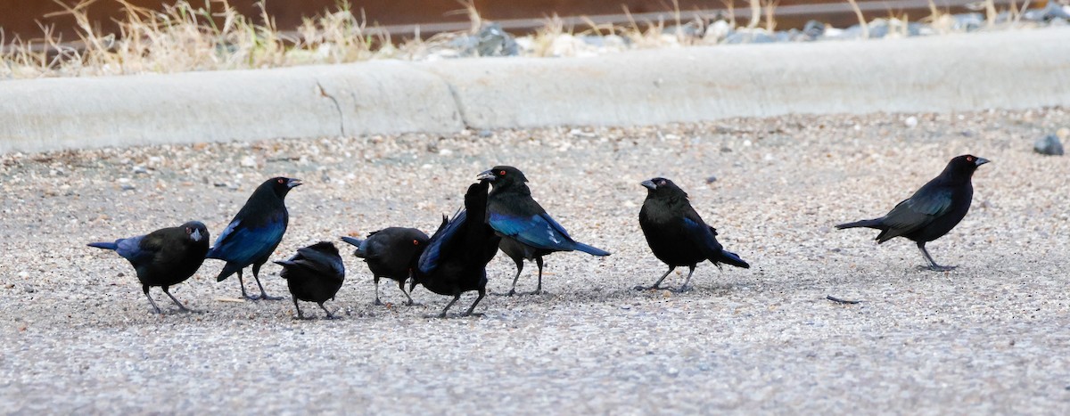 Bronzed Cowbird (Bronzed) - ML645922729