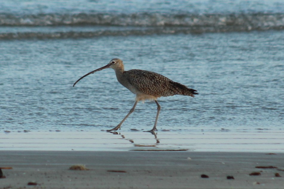 Long-billed Curlew - ML645922730