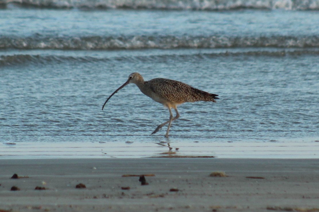 Long-billed Curlew - ML645922731