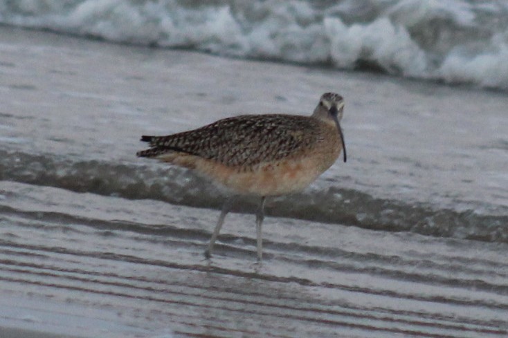 Long-billed Curlew - ML645922732