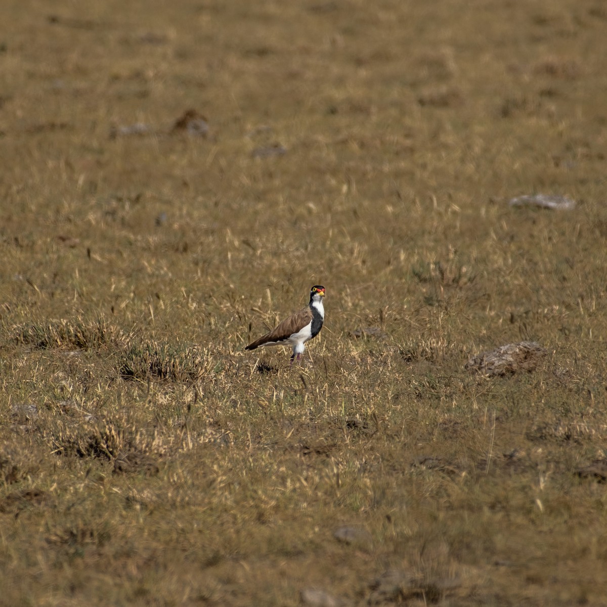 Banded Lapwing - ML645922733