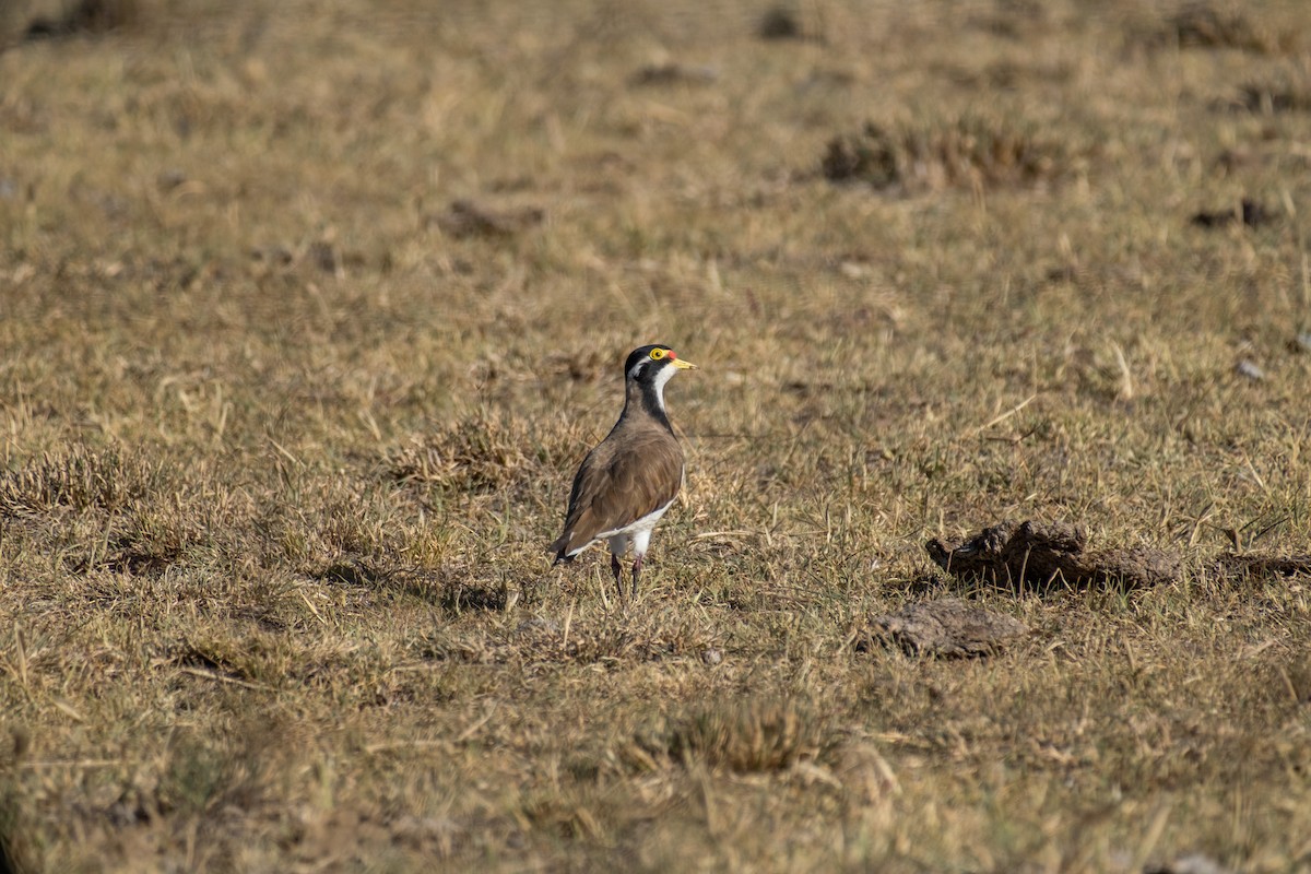 Banded Lapwing - ML645922734