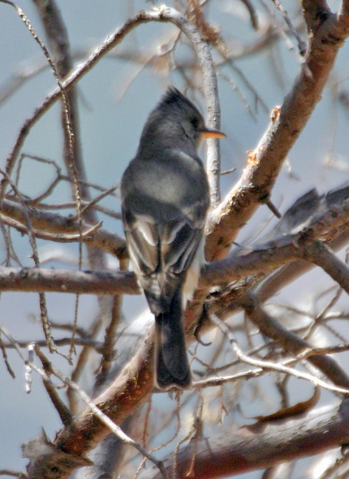 Greater Pewee - ML645922735