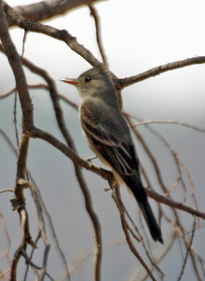 Greater Pewee - ML645922736