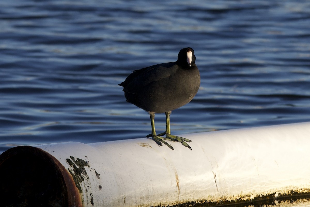 American Coot - ML645922737