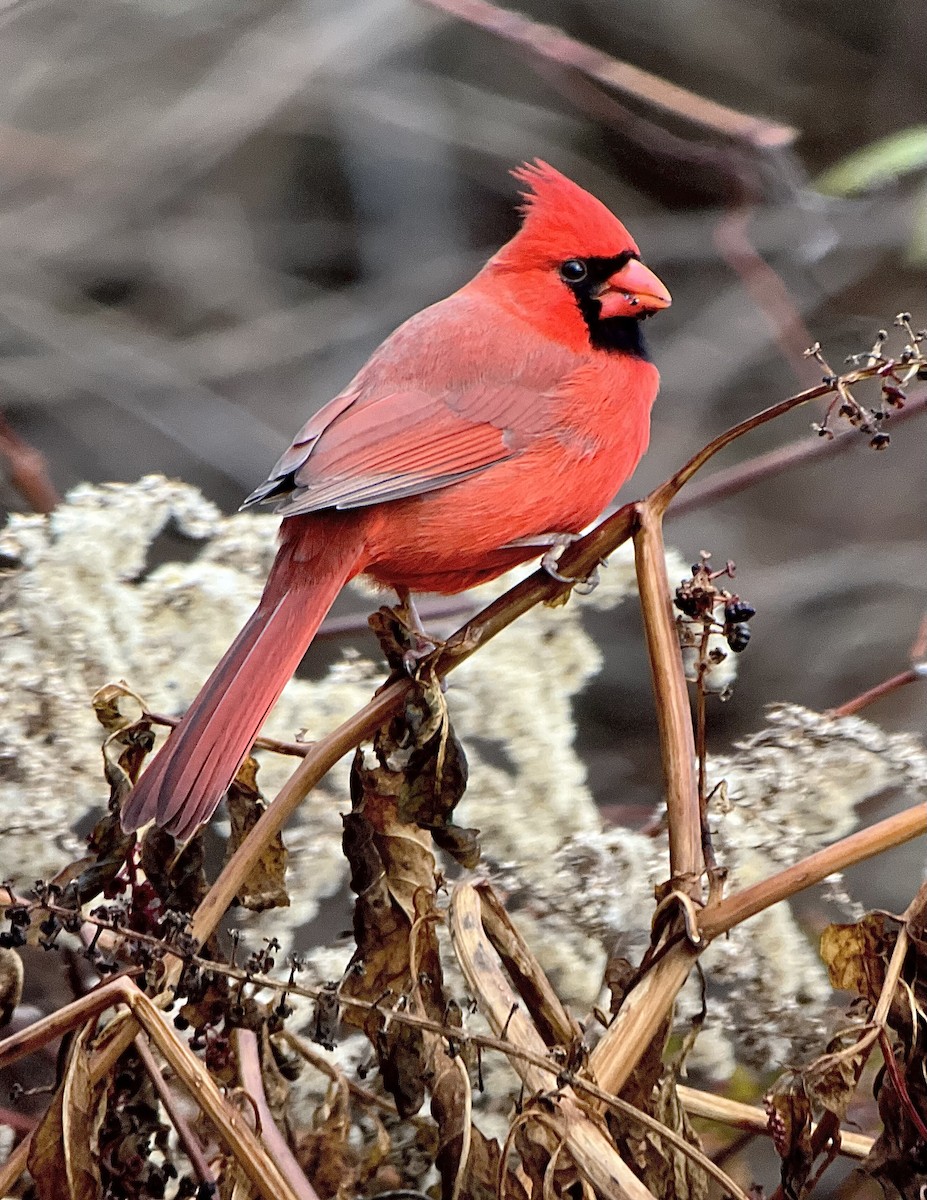 Northern Cardinal - ML645922740
