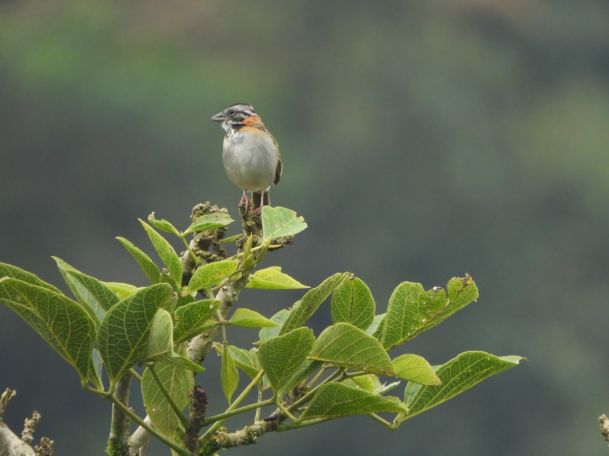 Rufous-collared Sparrow - ML645922741
