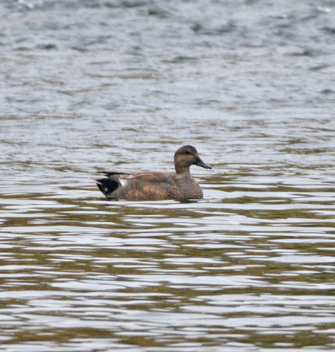 Gadwall - ML645922742