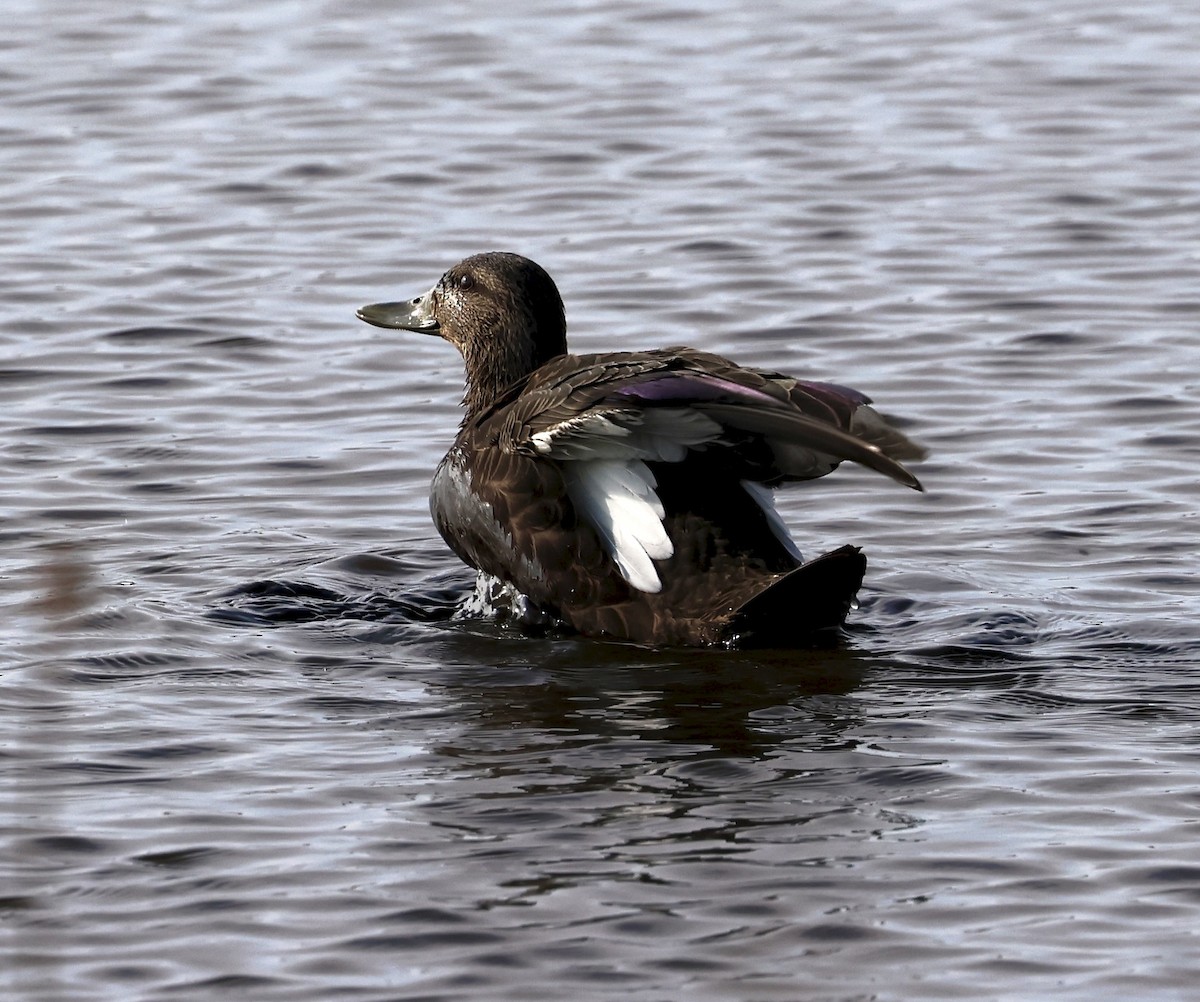 American Black Duck - ML645922746