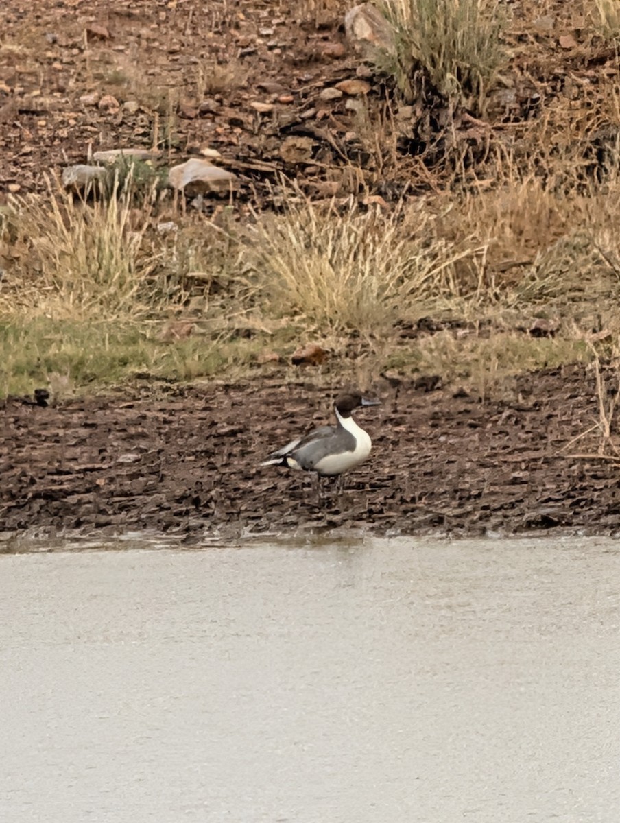 オナガガモ - ML645922751