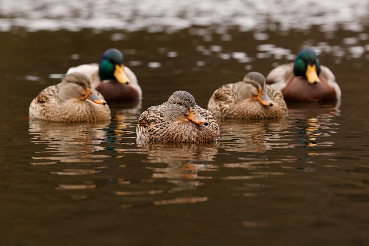 Mallard - ML645922760