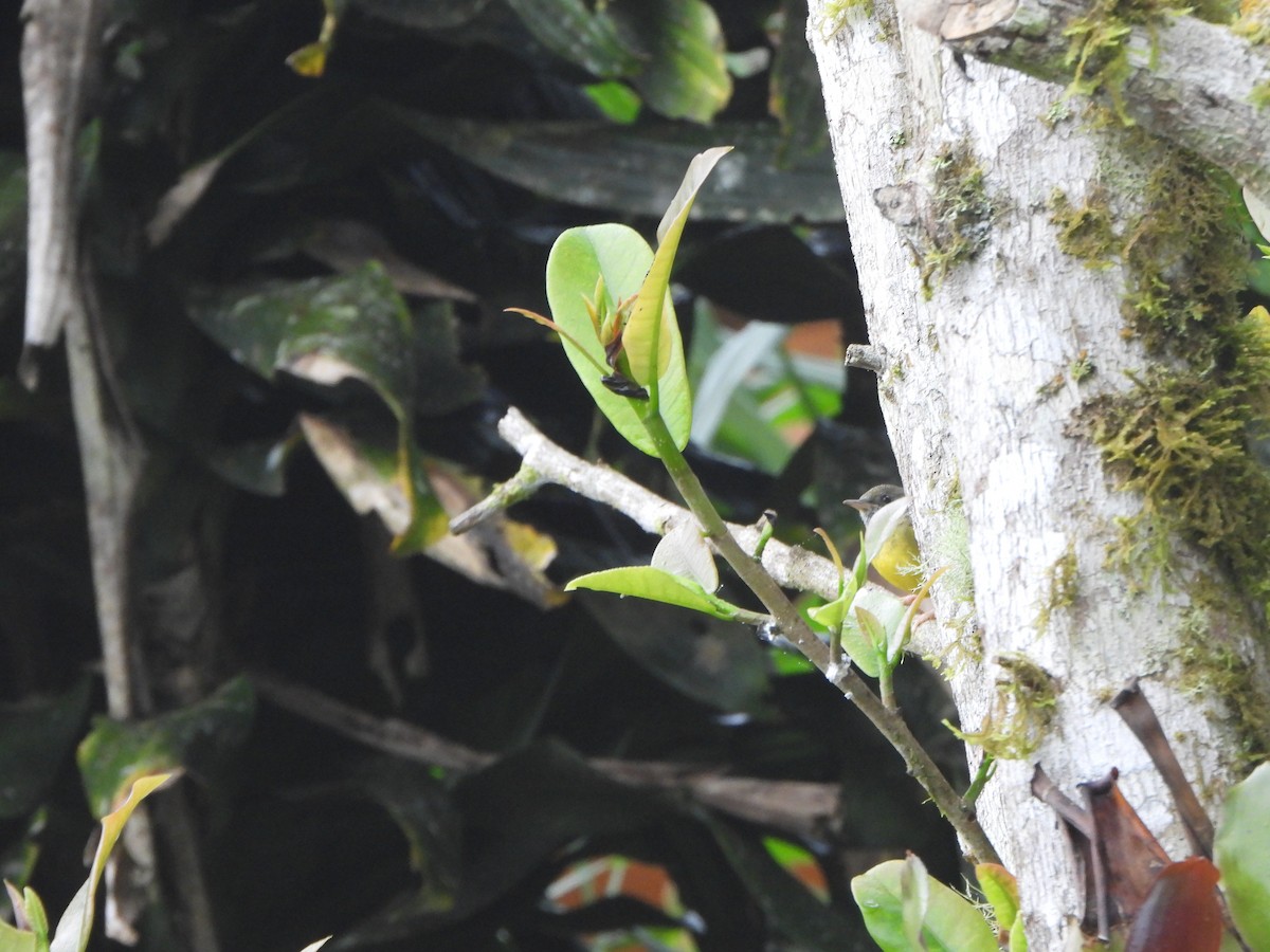 Цитринка чорновола - ML645922775