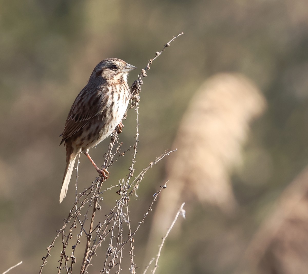 Song Sparrow - ML645922784
