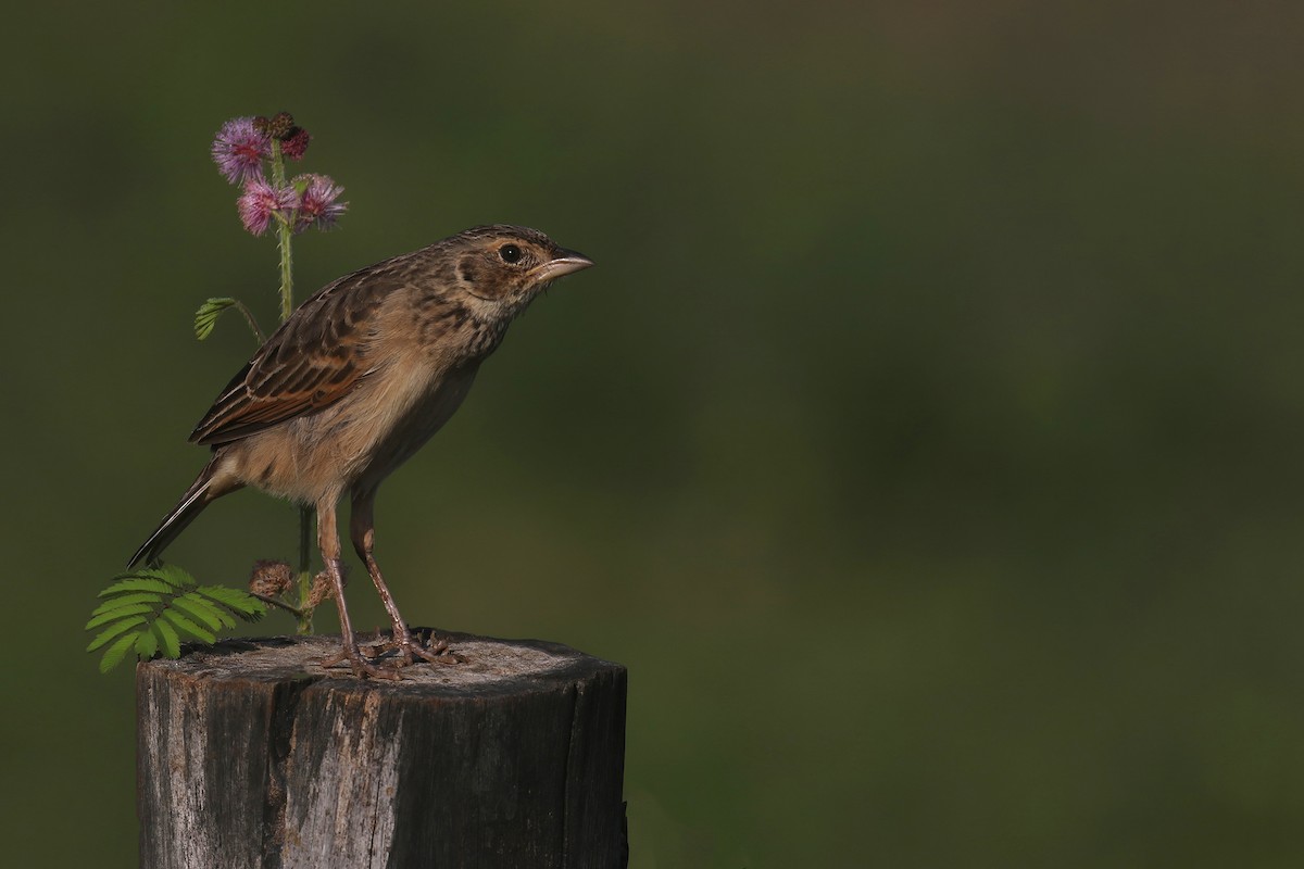 skřivan australasijský [skupina javanica] - ML645922789