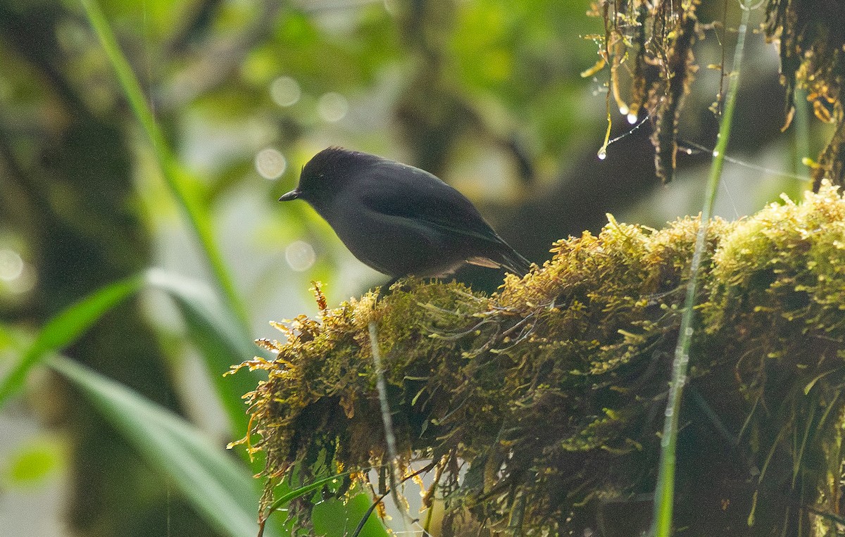 Blue-gray Robin - ML645922799