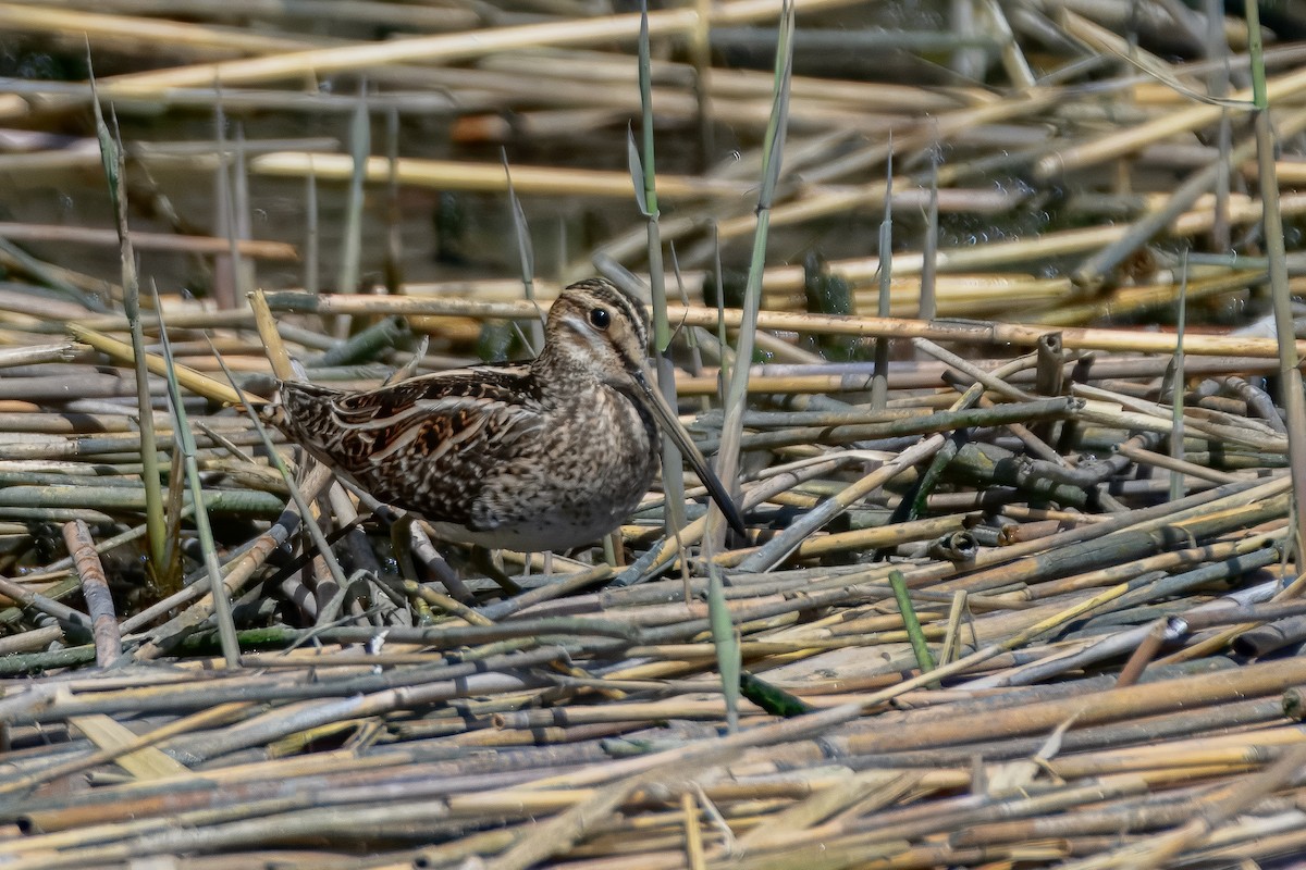 Agachadiza Común - ML645922806