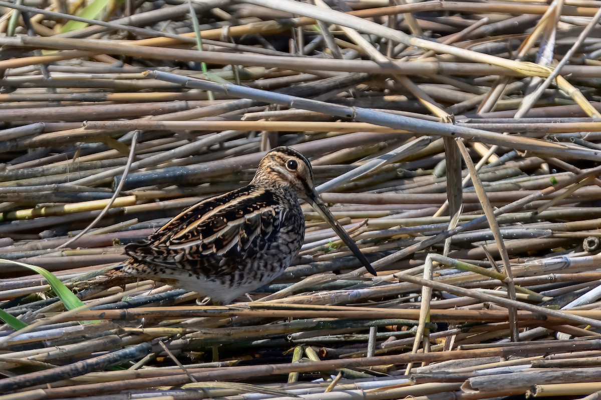 Agachadiza Común - ML645922807