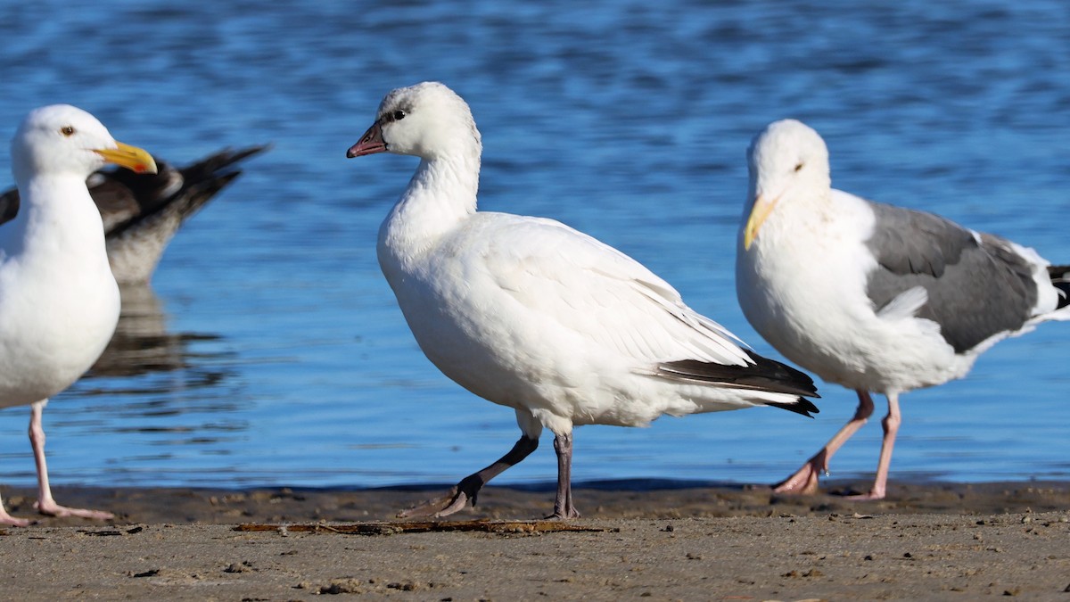 Ross's Goose - ML645922810