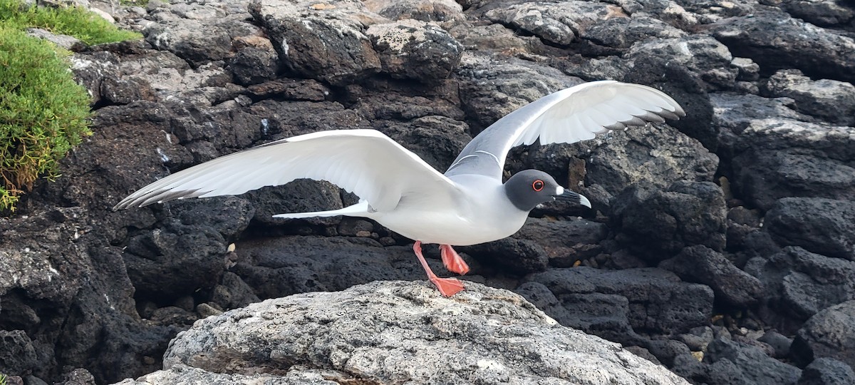 Swallow-tailed Gull - ML645922813