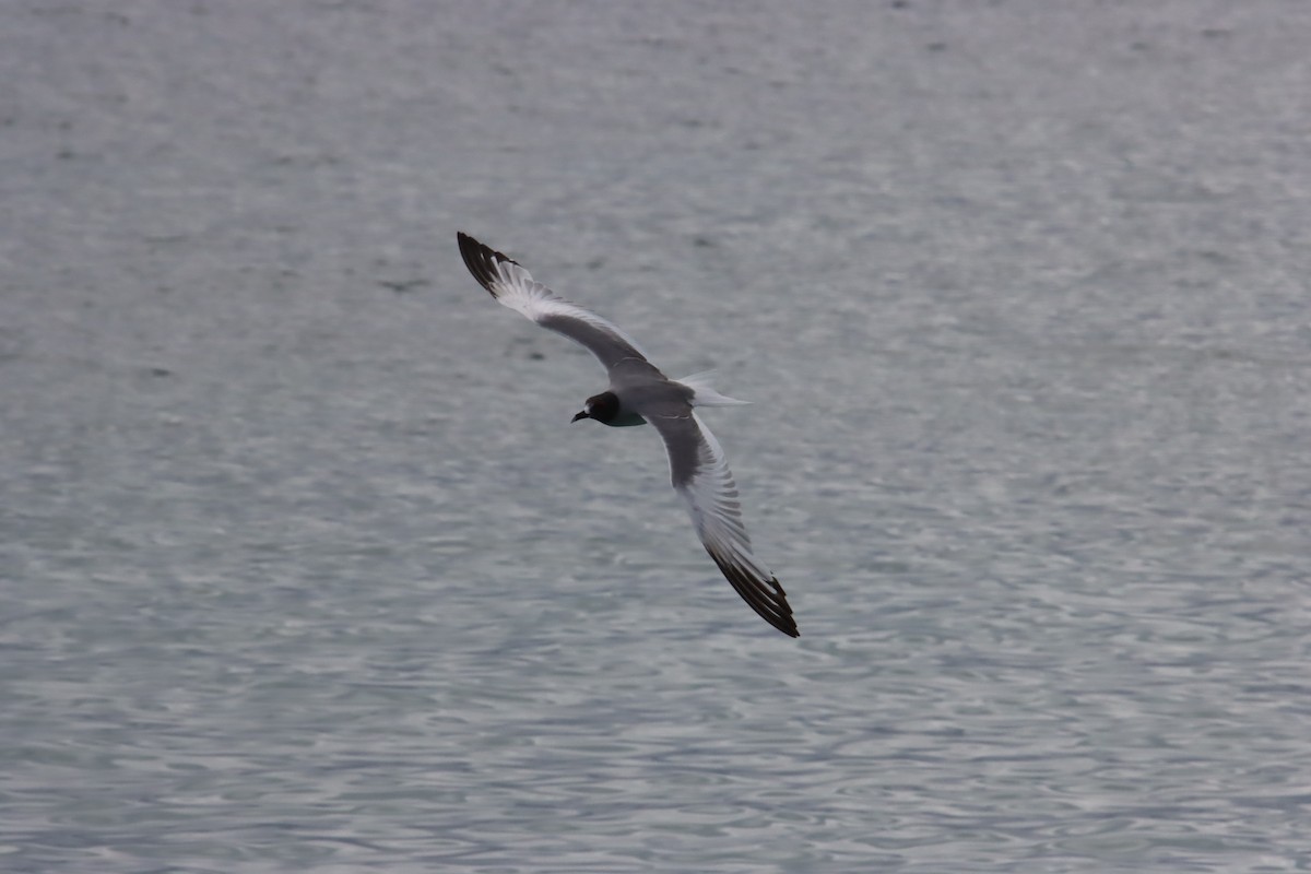 Swallow-tailed Gull - ML645922817