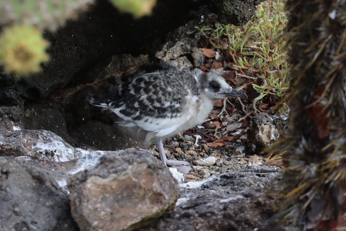 Swallow-tailed Gull - ML645922818
