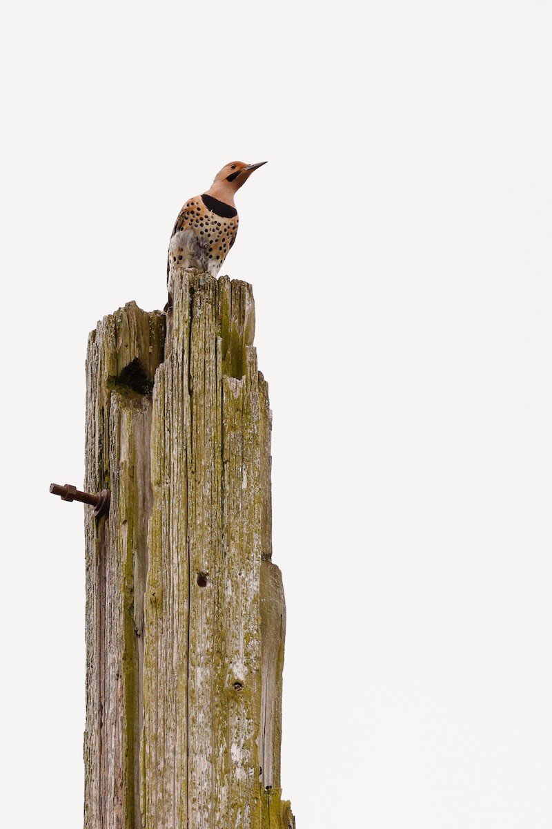 Northern Flicker (Yellow-shafted) - ML645922819