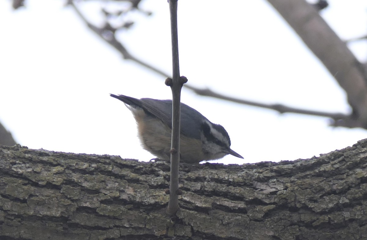 Red-breasted Nuthatch - ML645922833