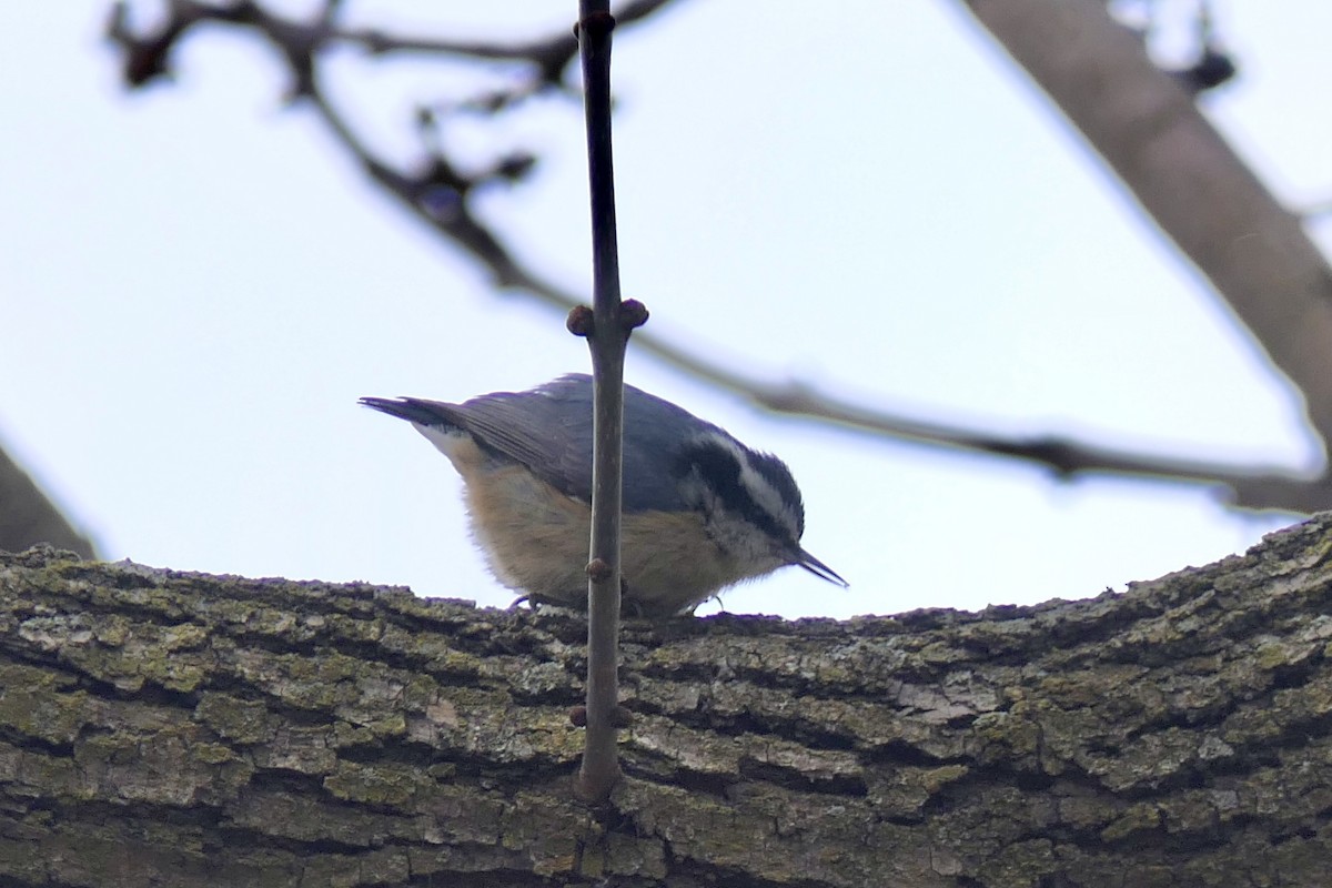 Red-breasted Nuthatch - ML645922834