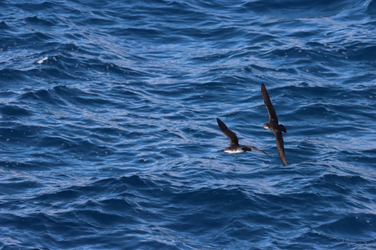 Puffin des Galapagos - ML645922844