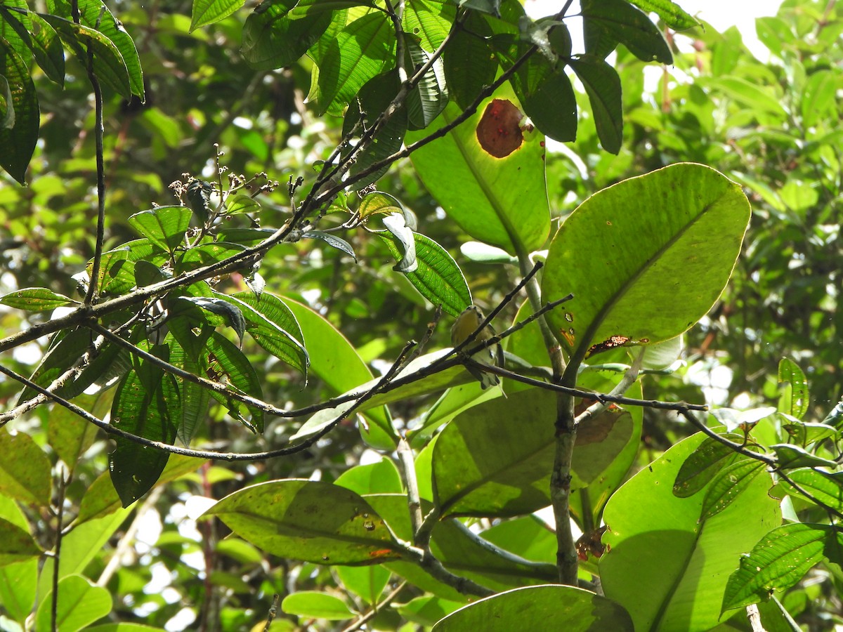 Reinita Gorjinaranja - ML645922851